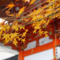京都の紅葉は着物でデート！おすすめのコースやプランは？