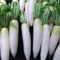大根の保存の方法は？冷凍庫か冷蔵庫かで賞味期間は変わる？